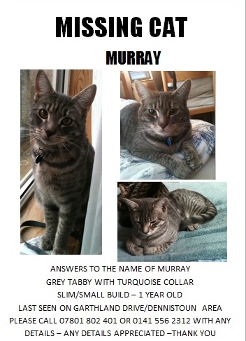 Murray the cat